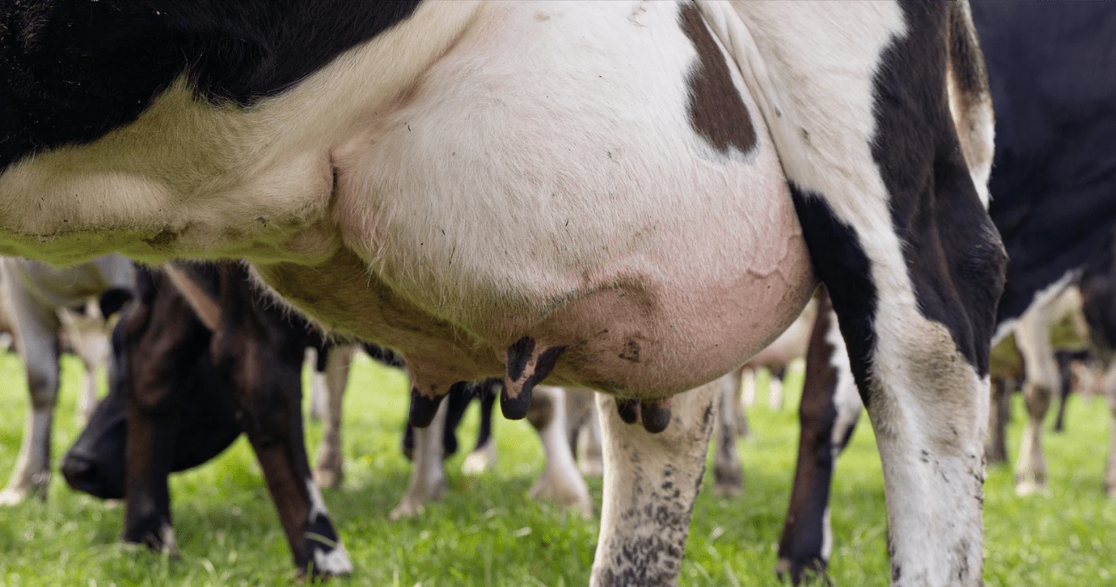 The udder of a dairy cow at pasture, close to dry-off