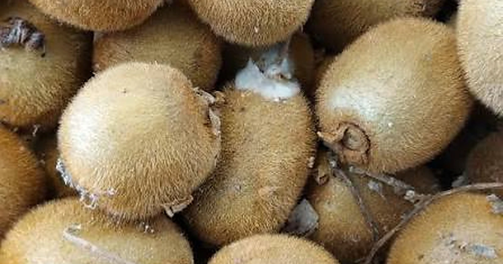 Harvested kiwifruit in bulk, one of them showing white fungal growth
