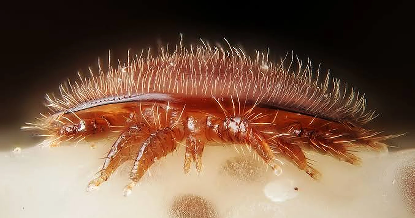 A Varroa destructor mite on the surface of a bee pupa, magnified