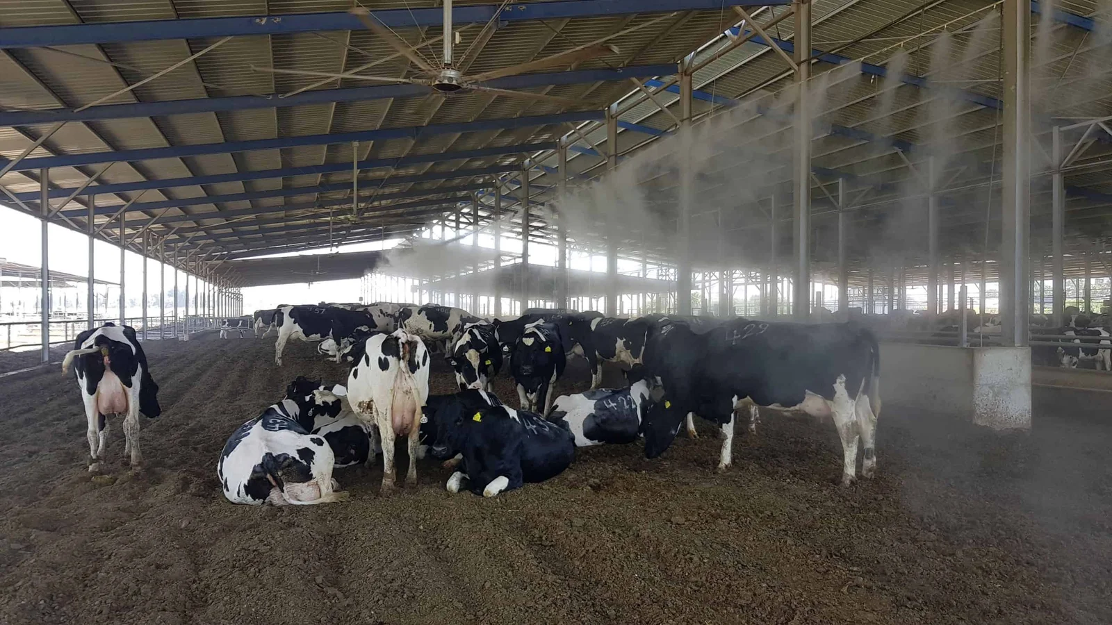 Cows resting in an open-sided barn while overhead misters and fans run a cooling cycle